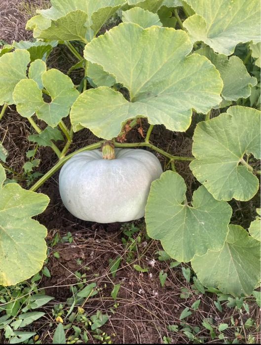 Vand dovleac de copt