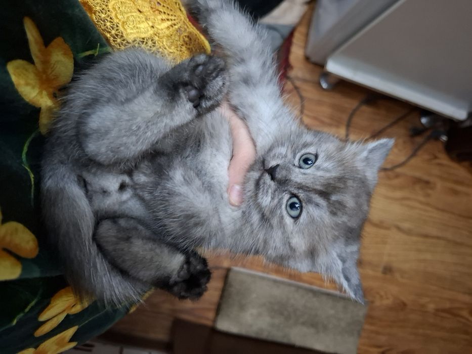 Котята на продажу