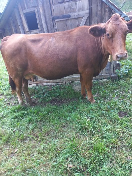 Vaca de vanzare .
