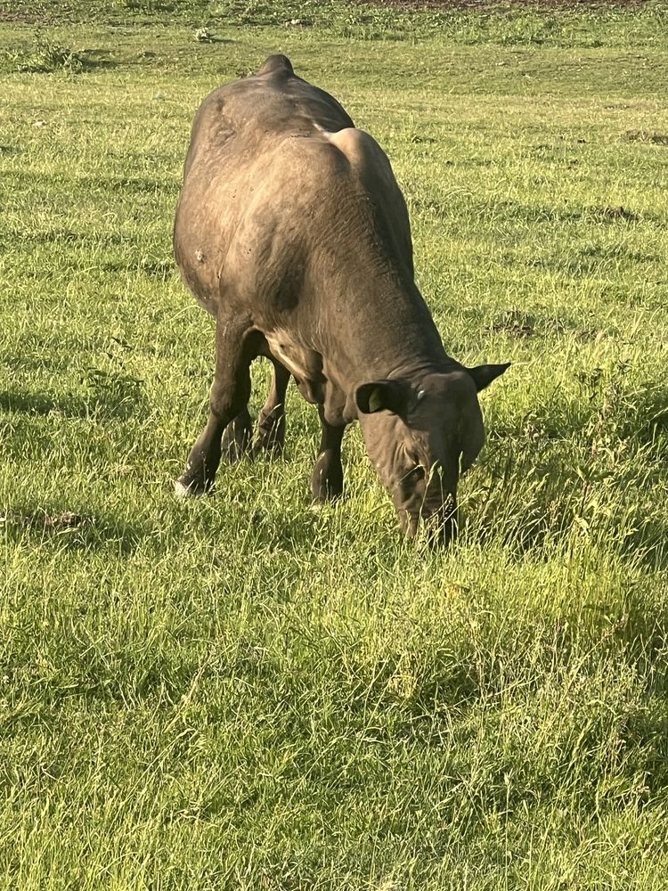 Taur angus de vanzare