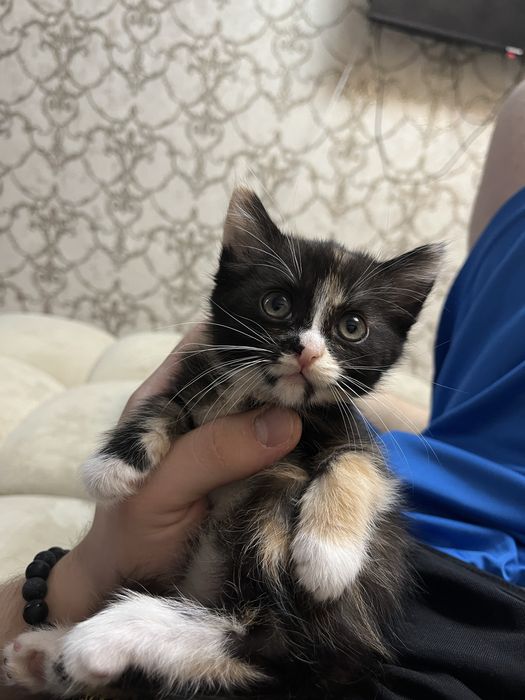 Кошки | Кот | Котята