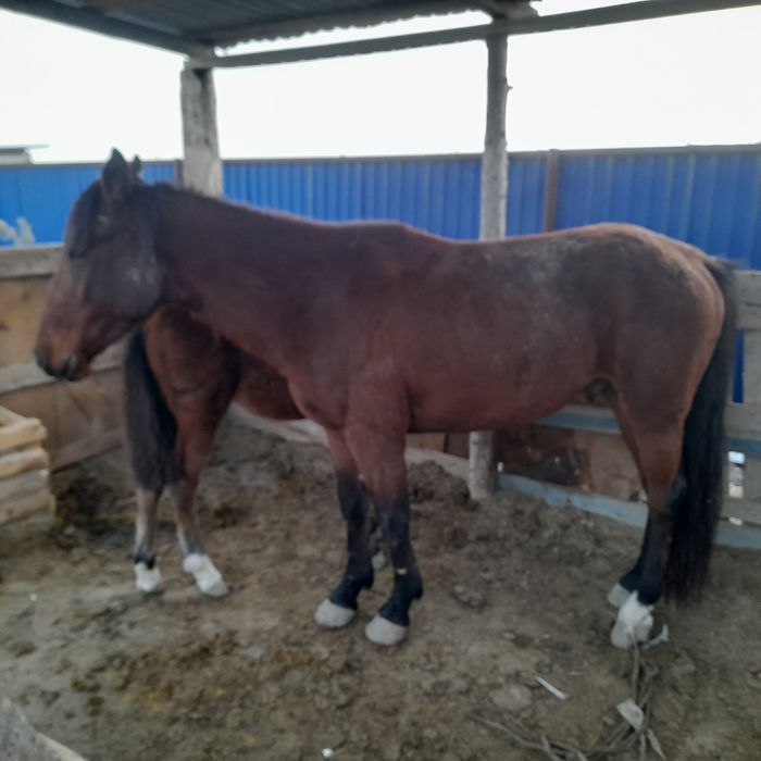 Жылқы, ат, айғыр сату