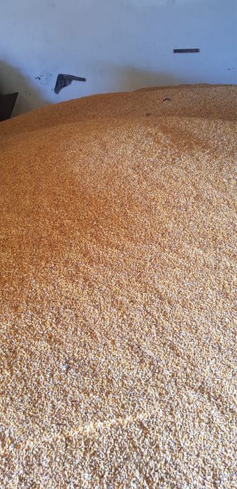 Vand porumb recolta 2025