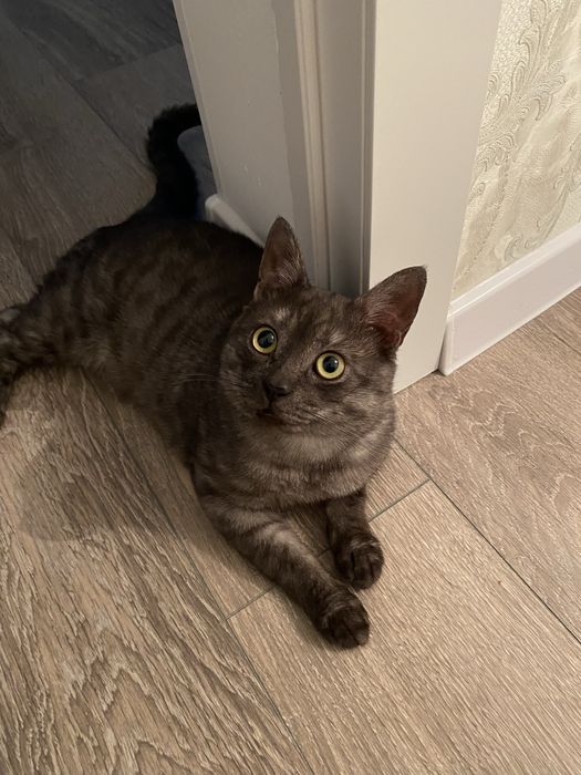 Кот в хорошие руки отдам бесплатно