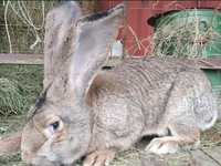 Кролы и крольчихи породы фландер на племя