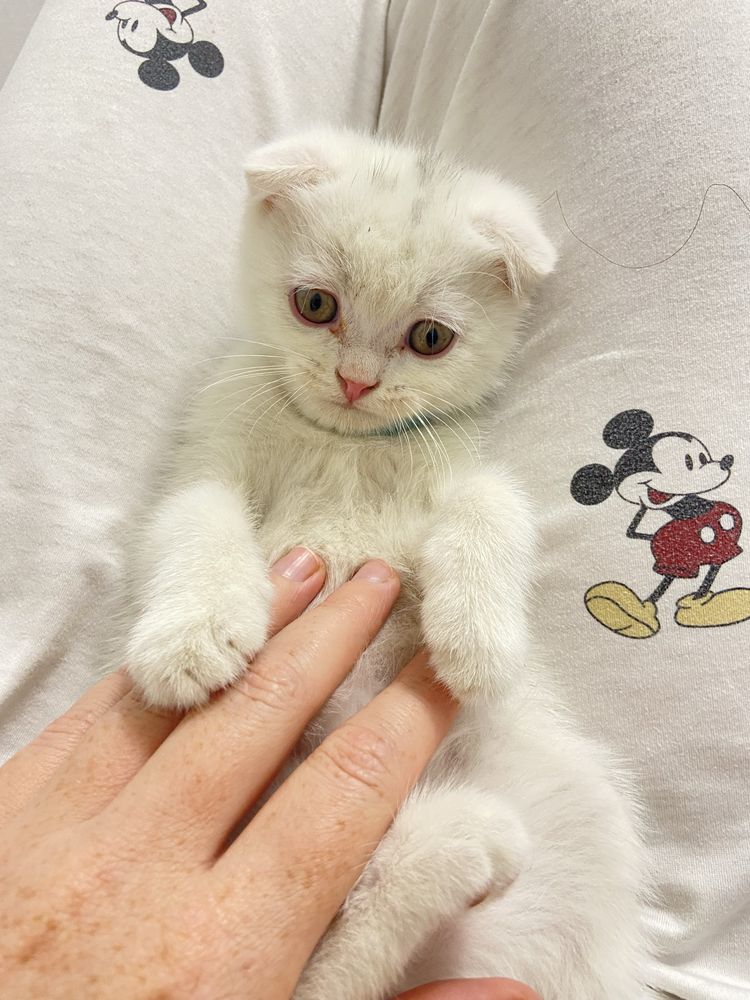 Котята от правильной вязки  фолд