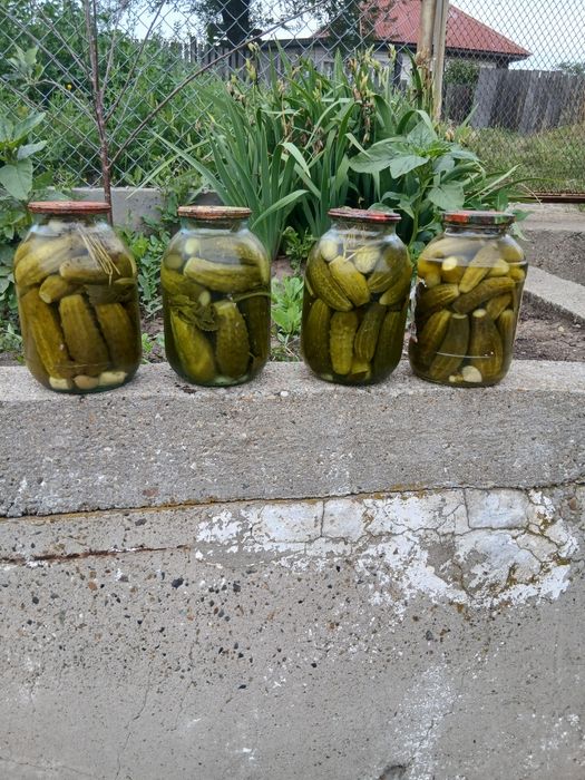 Огурцы маринованные