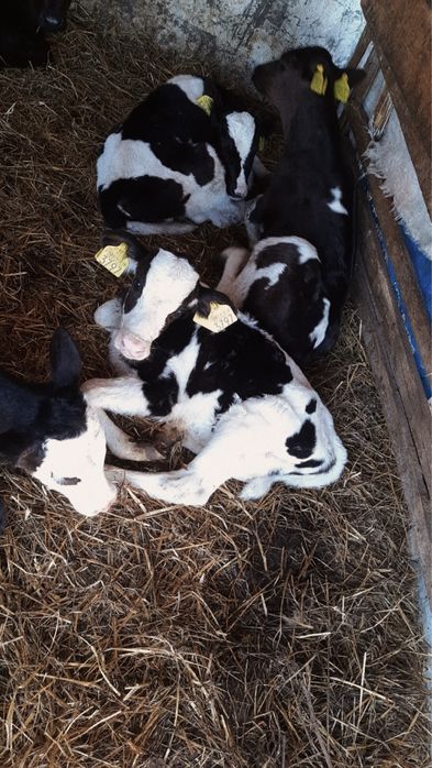 Vând vacă cu vițel