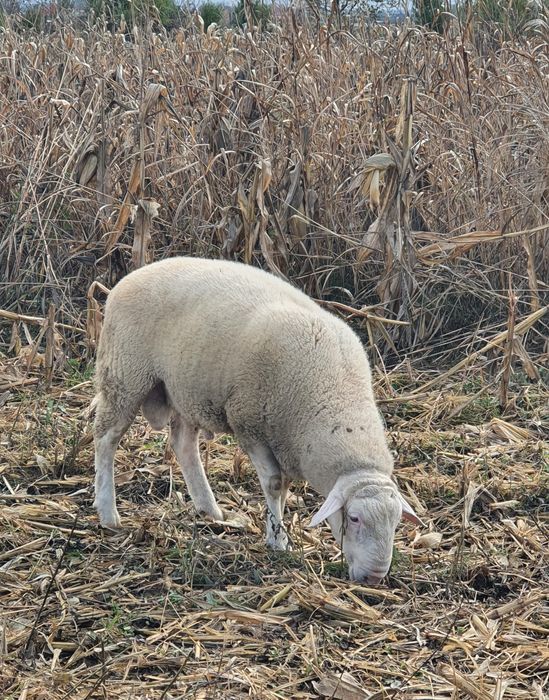 Berbec rasa carne dorper/bergamasca/ille de france