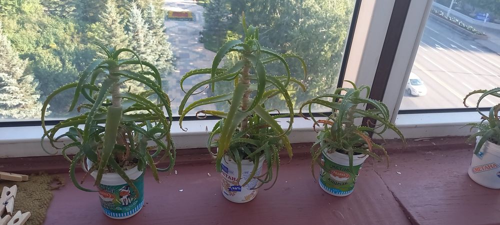 Цветы комнатные алоэ