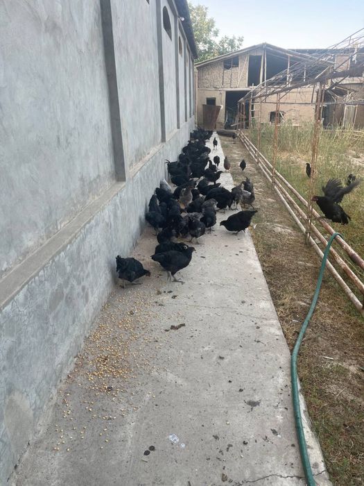 Гигант кора шахзода