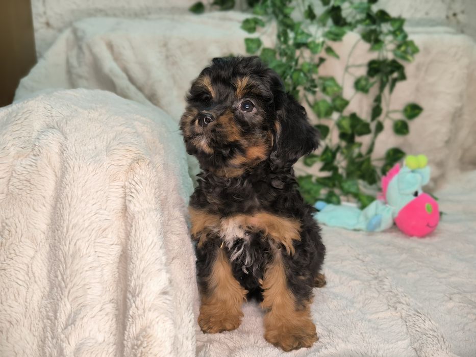 Vand fetita Cavapoo black and tan F1.