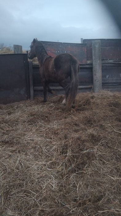 Байтал 480 ,жабагы  300