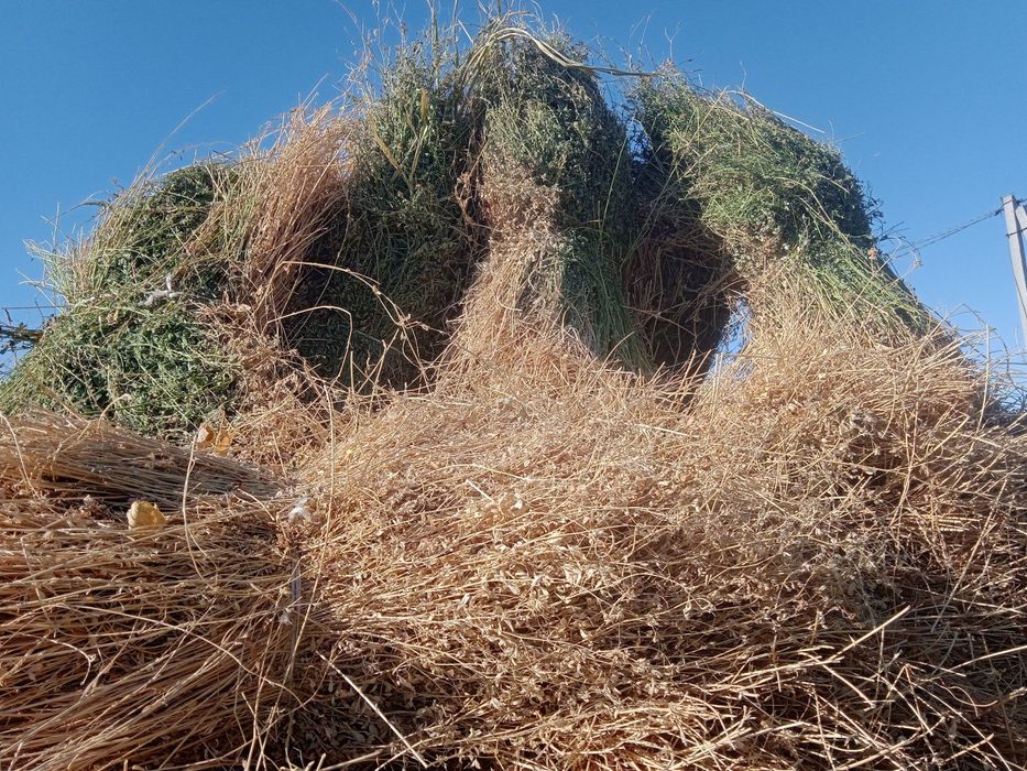 Беда сотилади 12 минг