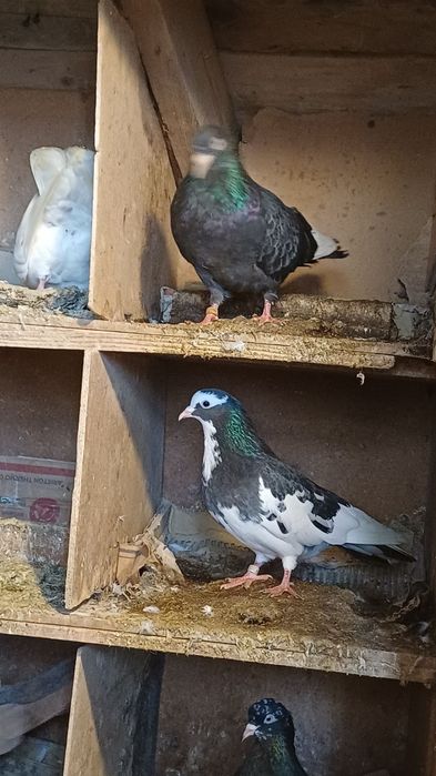 30 броя гълъби.  .