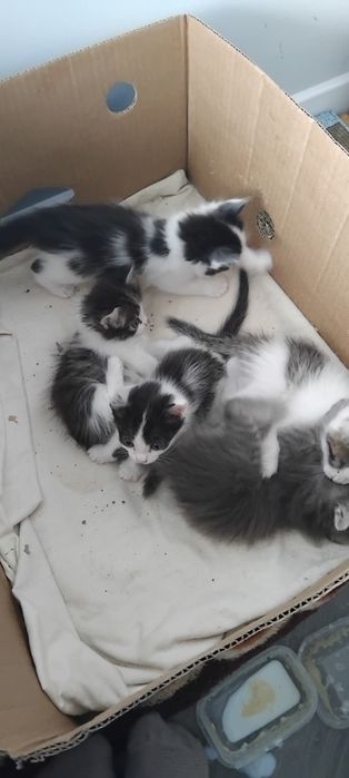Котята игривые, самостоятельные