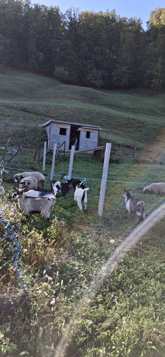 Iezi de  vânzare