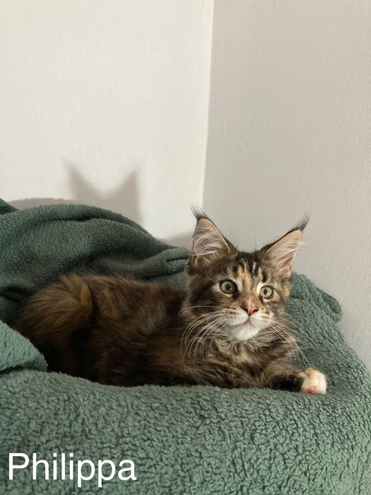 Мейн-куун котенца