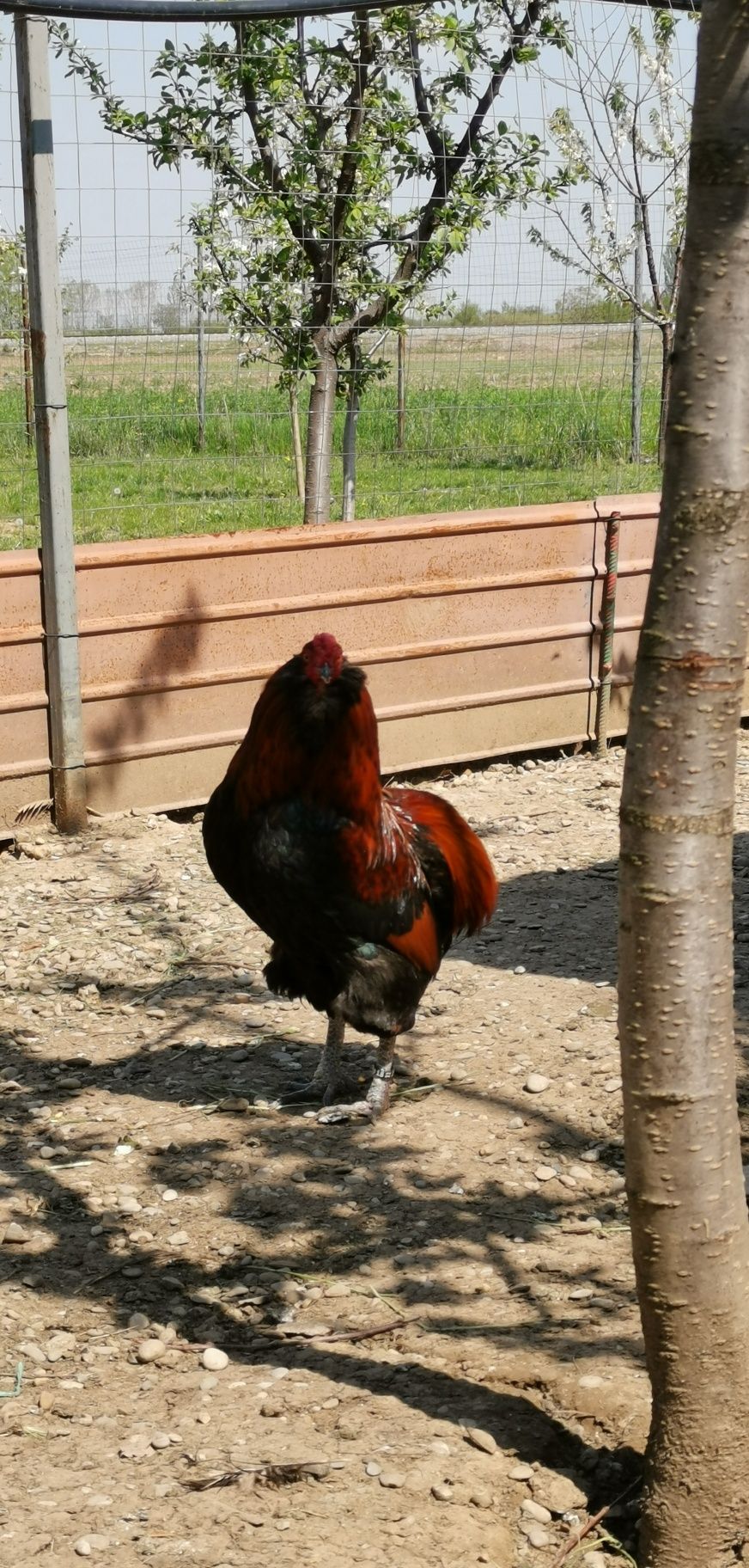 Pereche araucana