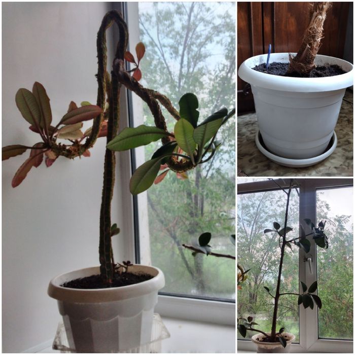 Цветы комнатные в горшках.