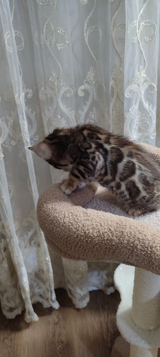 Тоза кон бенгал боласи сотилади