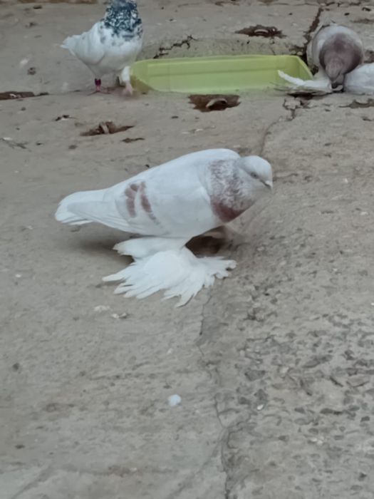 Голубы кептер лед игра, разные виды