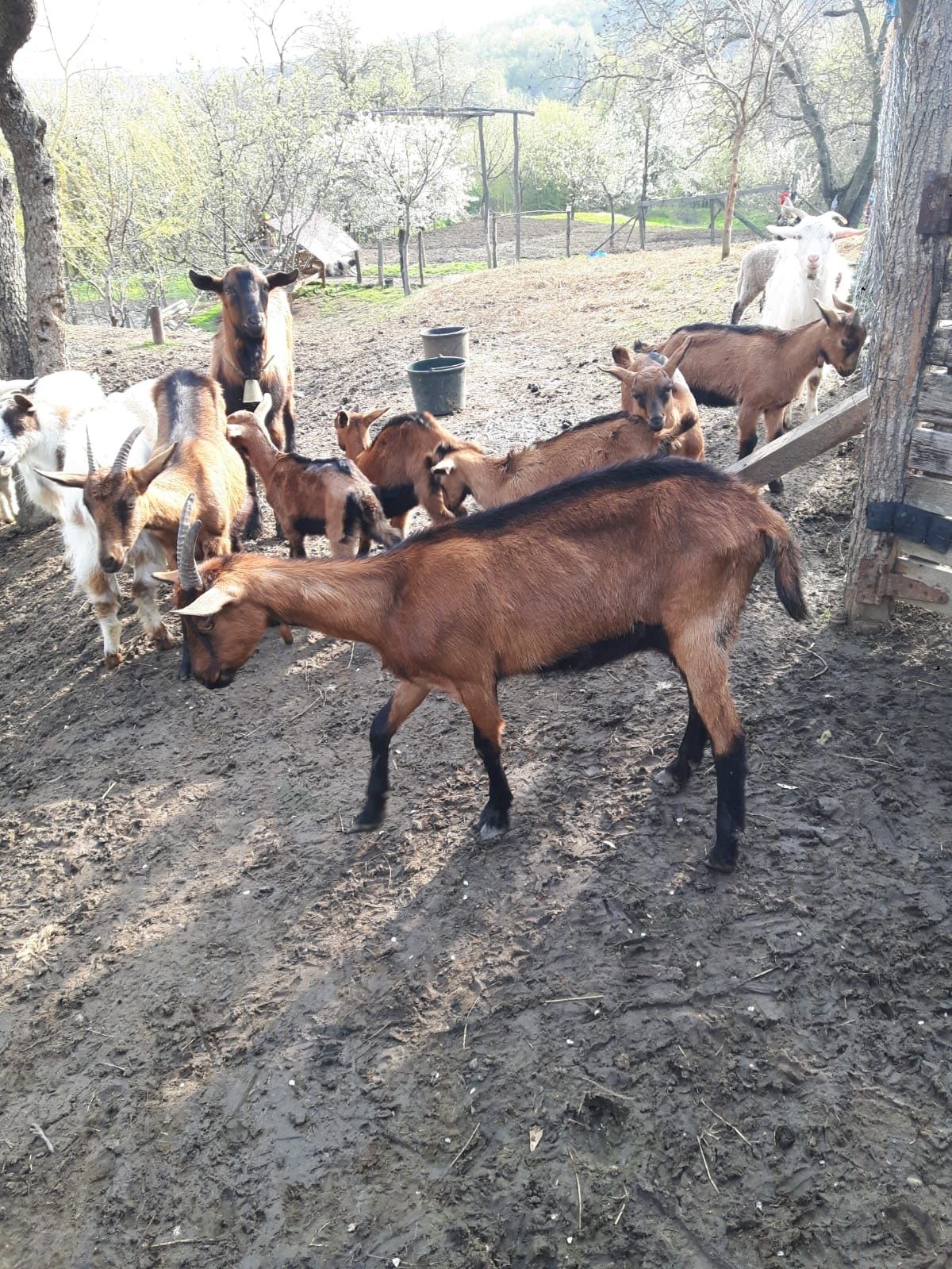 țap alpin francez vârsta de 1 ani