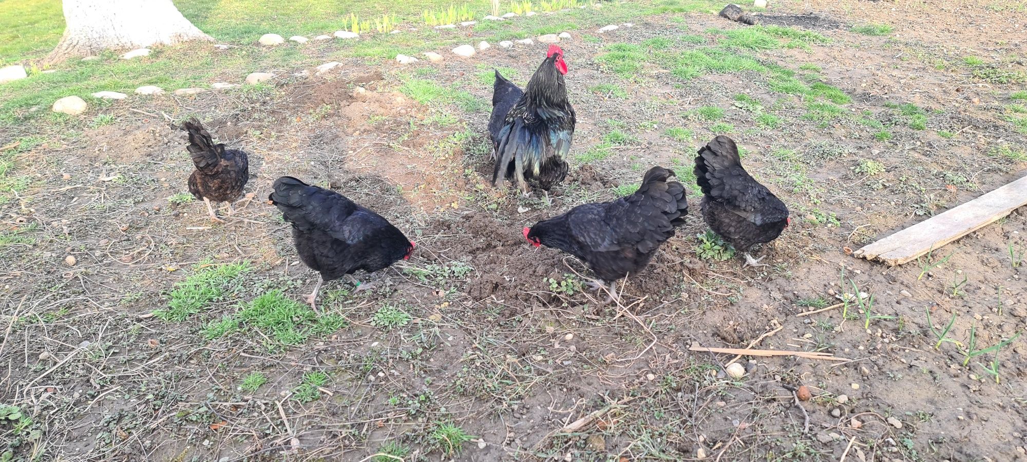 Pasari Australorp - ouă pentru incubator Australorp