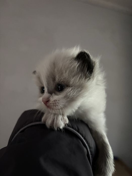 В добрые руки котята крысоловы