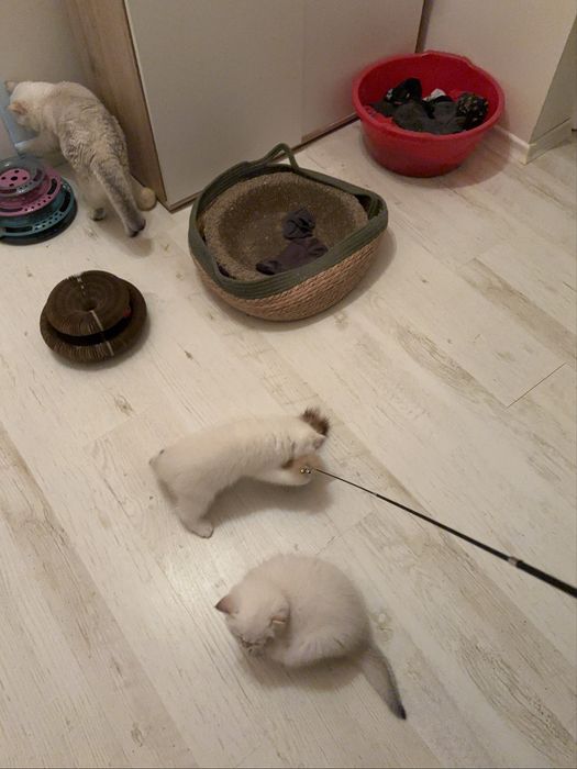 Късокосместа британка BRY