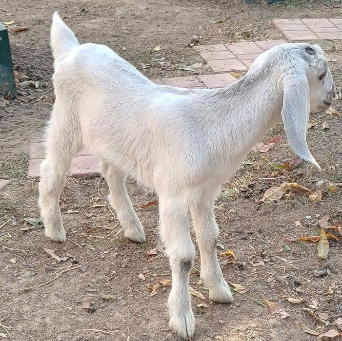 Козочка Англо-нубийской породы