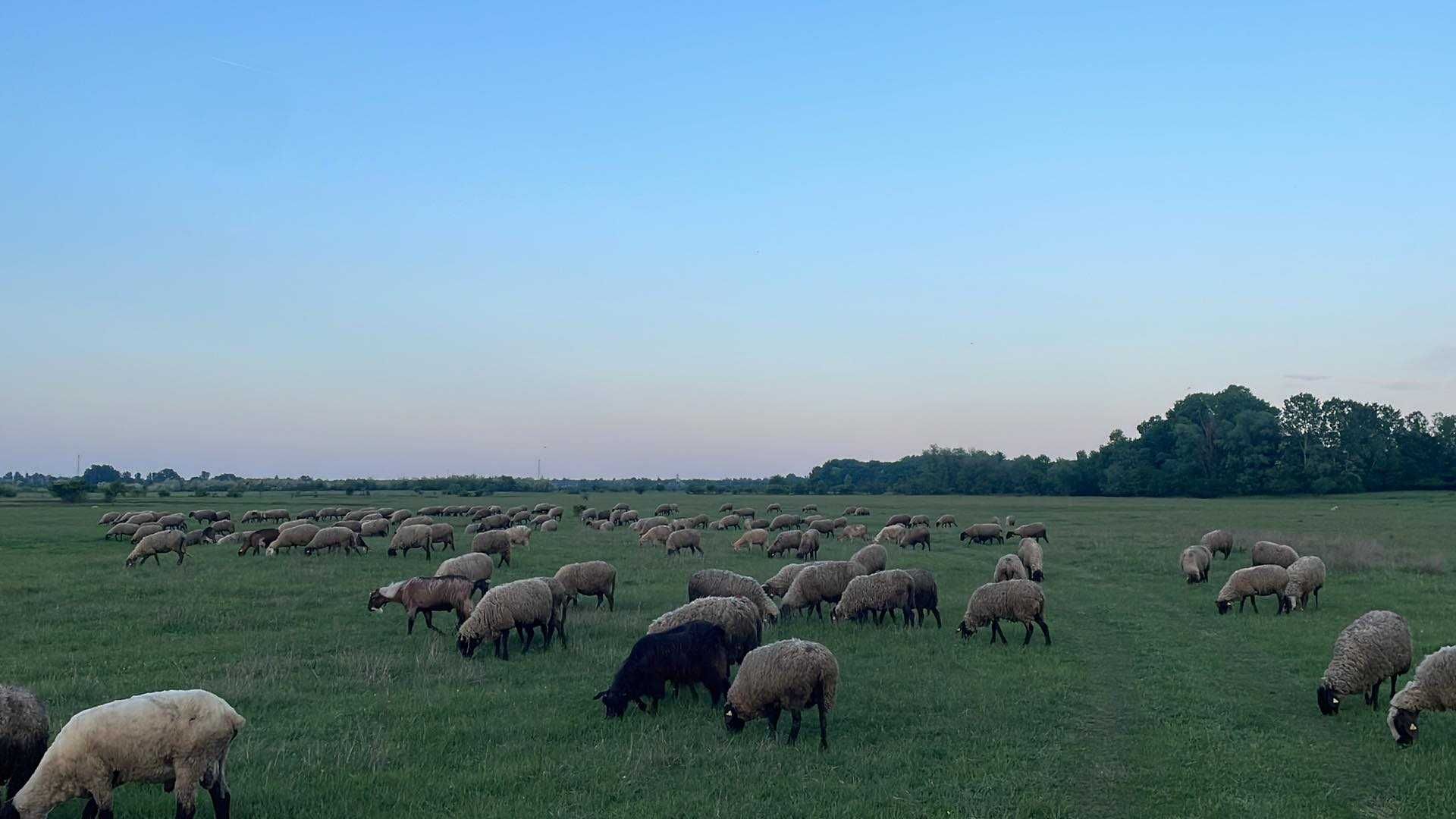 Branza de oaie Ferma Proprie