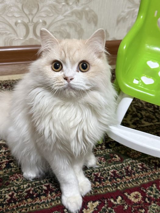 Продам кот пародистый