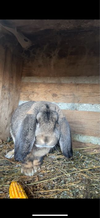 Iepuri berbec german