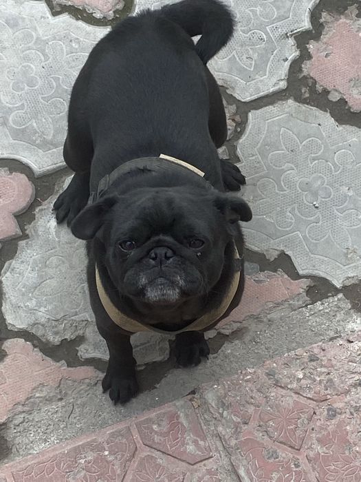 Продам мопса девочку