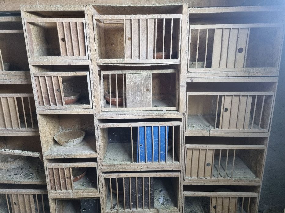 Boxe porumbei folosite