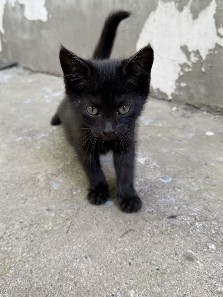 Отдаю котёнка в добрые руки(девочка)