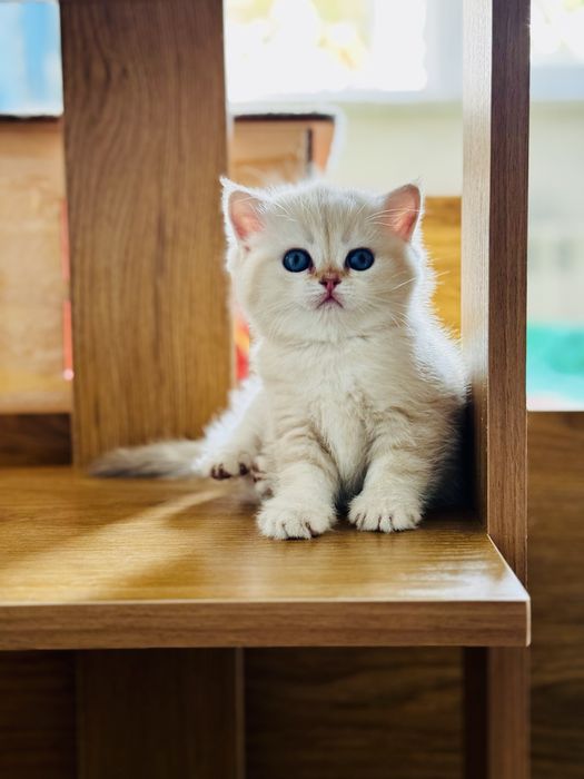 Серебристая шиншилла.девочка