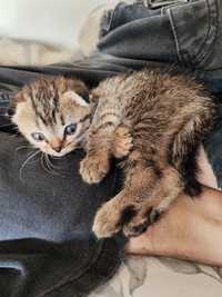 Mushukcha Scottish Fold