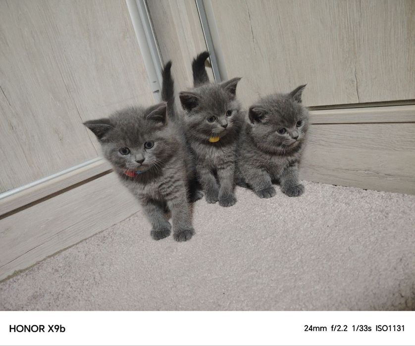 Британ мушукчалар сотилади!