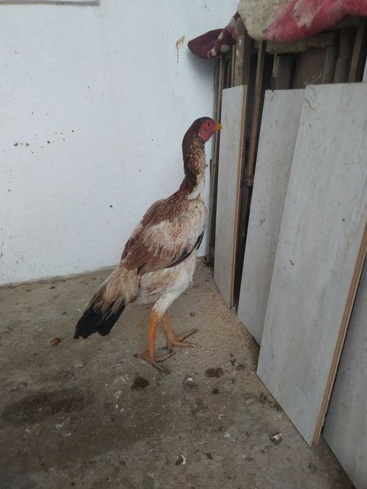 Дакан хурозлар товуклар сотилади