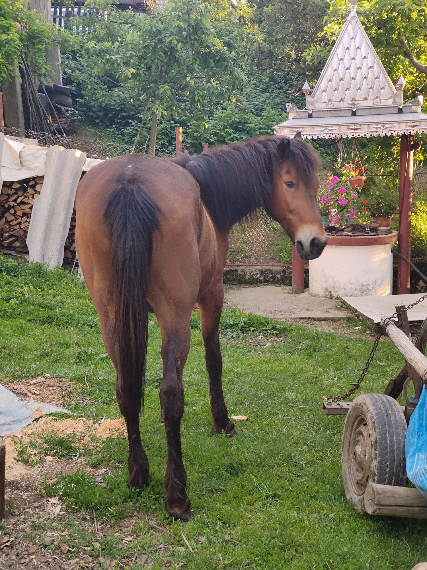 Vând cal învățat la caruta