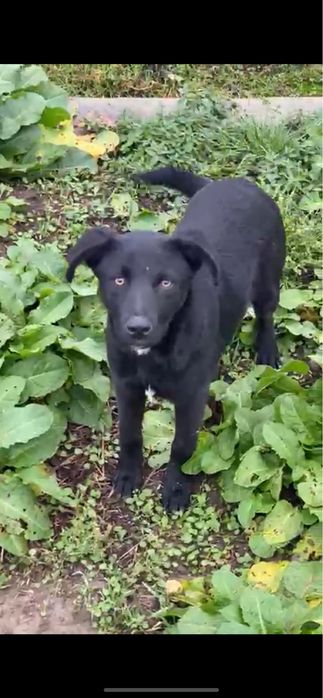 Catelusa spre adoptie