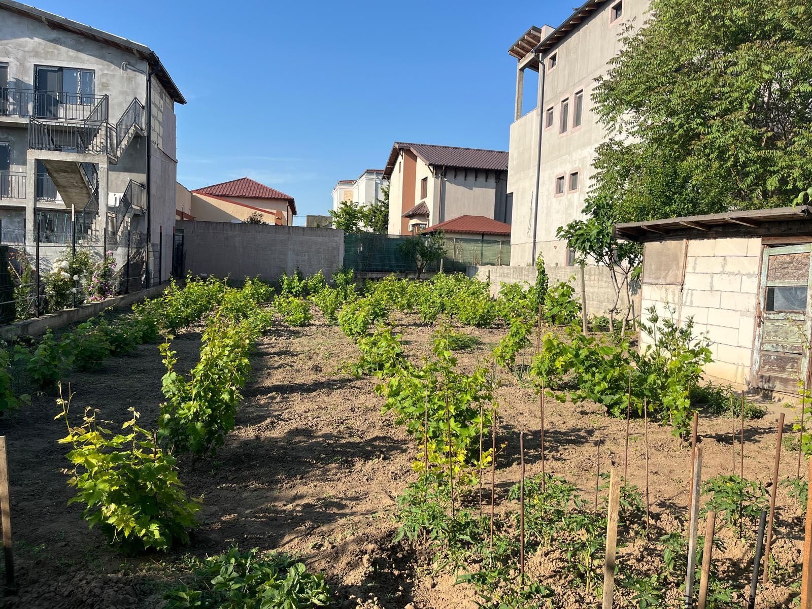 Casa bătrânească , la mare, cu teren de 800mp