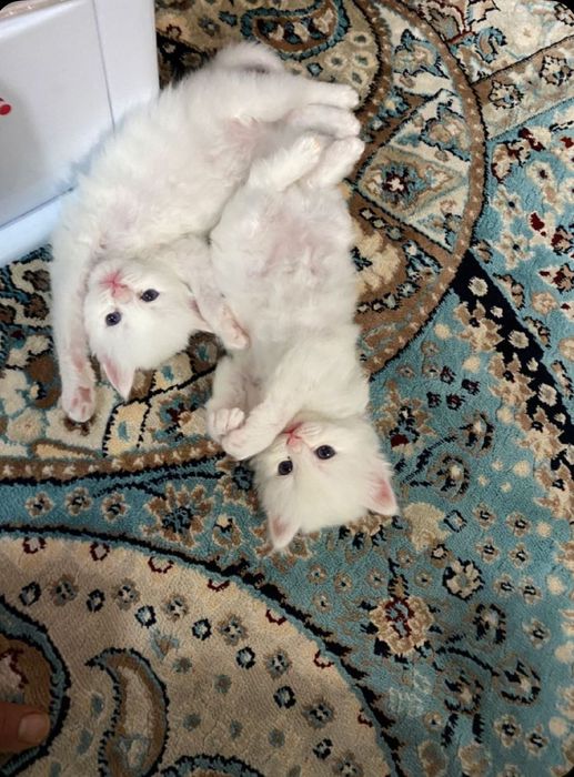 Продается котята