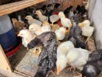 Pui Australorp,Sussex,Brahma și alte rase de 3 săptămâni și
