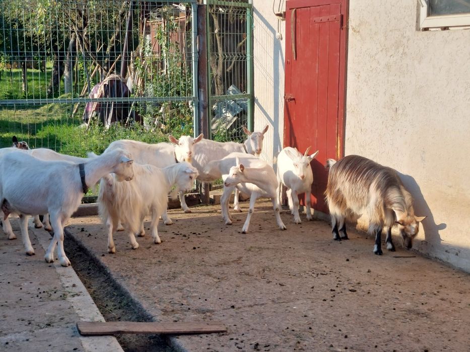 Capre cu lapte și fără de doi ani