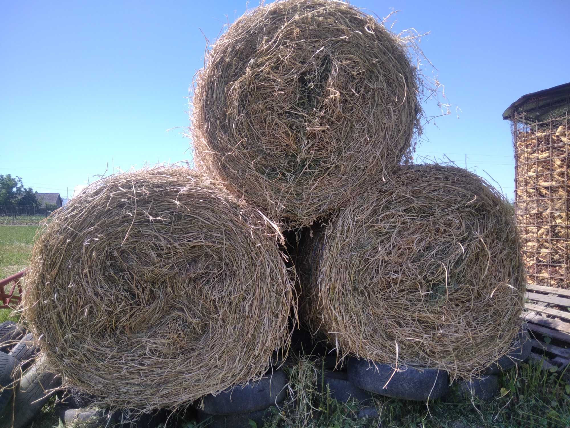 Baloți   Lucernă