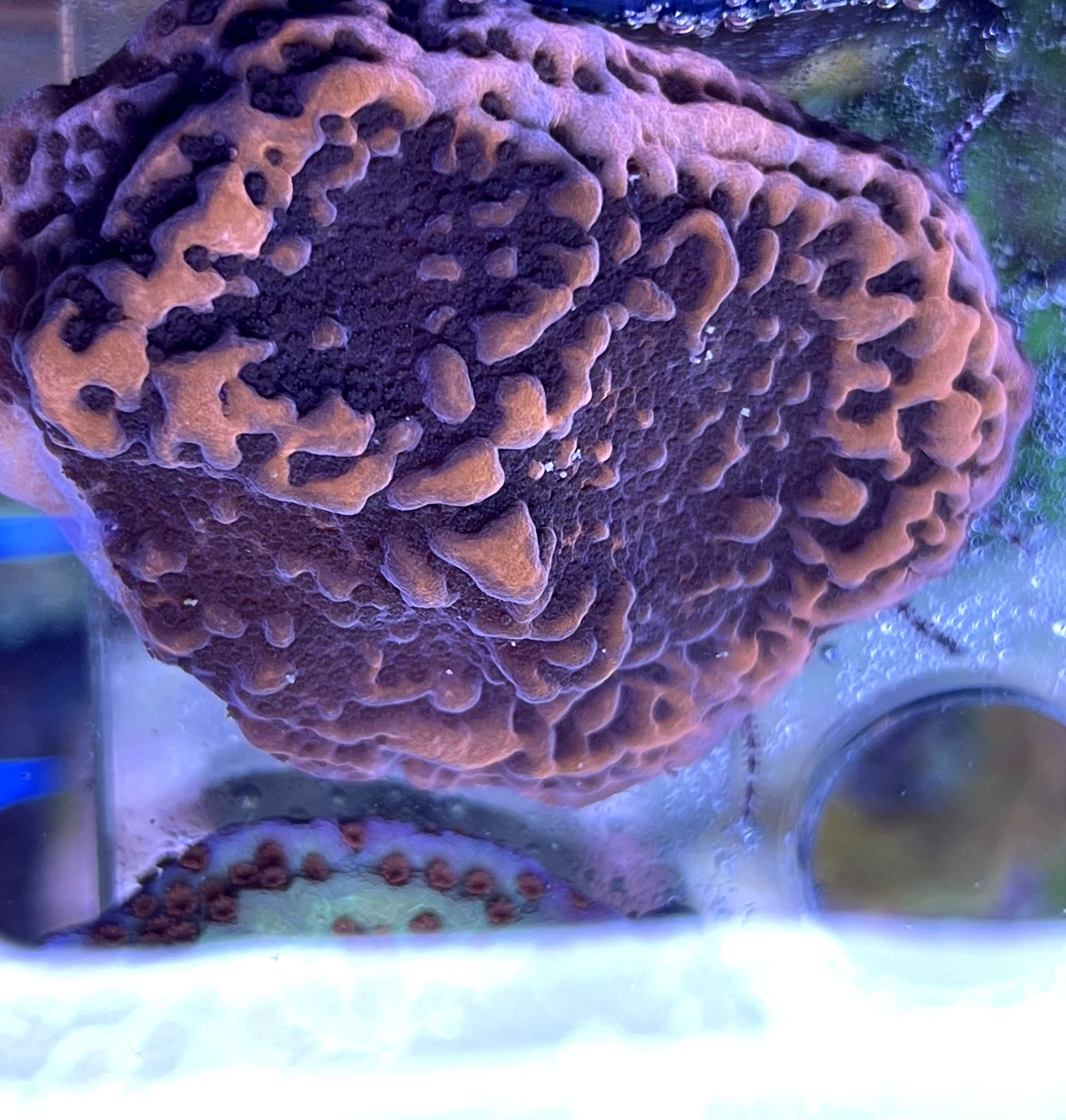 Corali acvariu marin