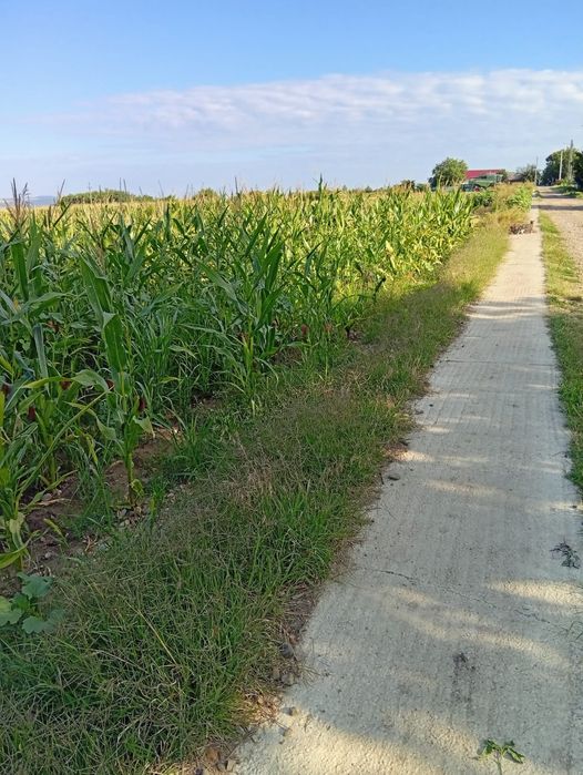 Teren vanzare Perieni Vaslui